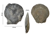 Chlamys valoniensis